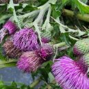 약산농장 이미지