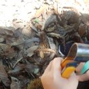 밤나무골농장 이미지