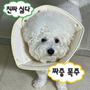 개놀자 | 강아지 넥카라, 개놀자 자연생각 오가닉 펜타곤 넥카라 후기, 내돈내산