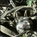 노을과포도향기 이미지