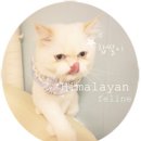 핑크스네이크 | (히말라얀고양이) 슈퍼우드 캣타워/ 초저렴이 국민캣타워
