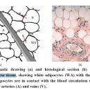 Subcutaneous and visceral adipose tissue. 차이점에 관한 논문 이미지