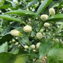 효돈로,일주동로 이미지