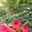 고목가든펜션 이미지