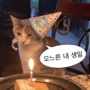 진영냥이 | 내가 사랑하는 나의 9월 🎂🍂