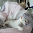 위즈펫동물병원 이미지