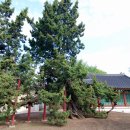 향나무로 이미지