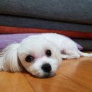 블링펫살롱 이미지