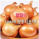 양파는 100세 장수식품 이미지