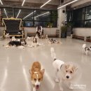 오르치그로치 | 안산중앙동 : 애견카페 오르치그로치 후기