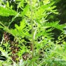 인진쑥농장 이미지