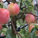 이재선농장 이미지