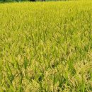 상록수영농조합법인 이미지