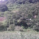 금밭 농장 이미지