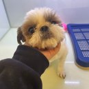 도그마루 강아지 고양이 마포용산점 이미지