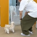 헤이도그 이미지