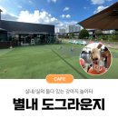 라운지 도그 | [별내] 넓은 실내와 야외 잔디 마당, 반려견동반카페 &#39;도그라운지&#39; 후기(애견카페,짐볼,노키즈존)