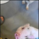 멍쉬멜로 이미지