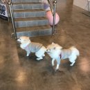 도그마루 이미지