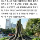 장맛비에 부러졌던 500살 수원 느티나무, 새싹 자란다 이미지