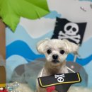 늘, 예쁘개 이미지