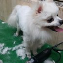 아지와 양이 이미지