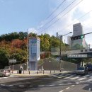 벚꽃로 서울매일