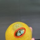 석희농장 | 추석 선물로 석희농장 황금향~/ 황금향으로 탕후르 만들기 (실패^^)