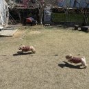 놀자멍 애견# | 함안 칠원 프라이빗 반려견 운동장 마당대여 내돈내산 포동 멍래블 후기