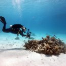 11545-04-06-47 | 직장인의 47박 48일 스쿠버다이빙 세계일주: 루트 &amp; 총정리 (몰타에서 쿠바 하와이까지)