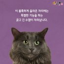 고양이 수염 이미지