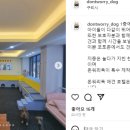 돈워리독 이미지