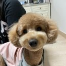 달고나 펫살롱 이미지