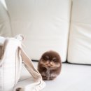 퍼피데일리 이미지