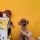 슈슈펫살롱 이미지