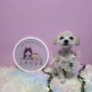 옥자네애견카페 유치원 호텔 미용 이미지