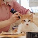 무마취 고양이 미용실 반할고양 | 경기 김포시 &amp;lsquo;무마취고양이미용실 반할고양&amp;rsquo; 정수연 대표 ˝고양이의 감정과 신호를 존중...
