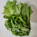 신선함 가득 친환경 무농약 둥구머리협동조합 친환경 유럽피언 쌈채소: 로메인, 버터헤드, 카이피라