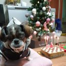 행복한깜시 이미지