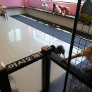 돈워리퍼피 이미지