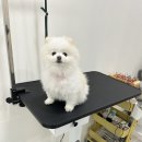 멍뭉이네 살롱 이미지