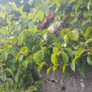 머루다래 이미지