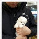 바둑아놀자 이미지