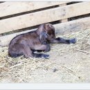 아기염소 이미지