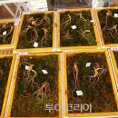 산삼이네