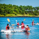 낙타와돌고래 이미지