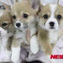 춘천시농업기술센터 이미지