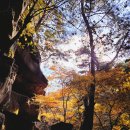 10년타기정비센터 양주점 | 의상능선 부왕사지 계곡길에서 - 산타하여