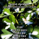 핸드폰 배경화면&잠금화면_20231119_느헤미야 8장 10b절_감사는 눈과 같아서 감사하면 아름다워집니다_오순절 후 스물다섯 번째 주 이미지