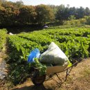 채수농장 이미지